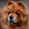 B-Wurf: Balouga - 2013 - Juni - Balouga - Chow Chow Treffen Muhen