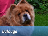 B-Wurf: Brilliant Balouga of Swiss Limited Edition "Balouga"