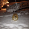 B-Wurf: Bentley - Dezember - Januar - Bentley im Schnee
