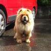 B-Wurf: Bentley - 2012 - beim Pick Nick des SCCC