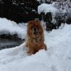B-Wurf: Bentley - 2012 - Bentley im Schnee