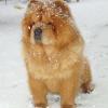 B-Wurf: Bodyguard - 2013 - Januar - Body im Schnee