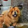 B-Wurf: Bodyguard - 2013 - Juni - Chow Chow Treffen Muhen