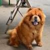 B-Wurf: Bodyguard - 2013 - Juni - Chow Chow Treffen Muhen (2)