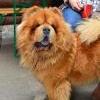 B-Wurf: Bodyguard - 2013 - Juni - Chow Chow Treffen Muhen (3)