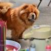 B-Wurf: Bodyguard - 2013 - Juni - Chow Chow Treffen Muhen (4)