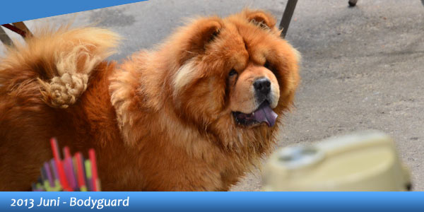 B-Wurf: Bodyguard - 2013