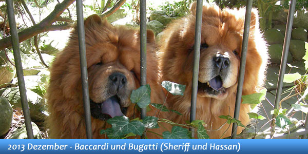 B-Wurf: Bugatti the Boss (Hassan VIII)
