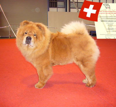 Champion - Unicca