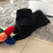 2019 Dezember Milly first Day at home