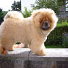 Chows - Otaaru - 2007 - Juni 7,5 Monate