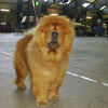 Chows - Otaaru - 2008