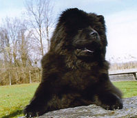 Ronja - 2006 - April am Zugersee