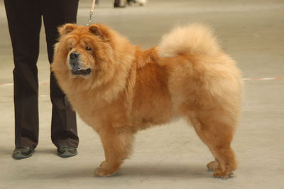 Chows - Unicca - Shows 2008 Luzern