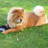 Chows - Unicca - 2007 September Zugersee mit Spielzeug
