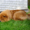 Chows - Unicca - 2007 Juni Garten schlafend