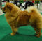 News - 2008 - St-Gallen Unicca BOB