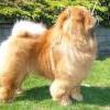 Unsere Hunde: Otaaru Okajama von Altun-Shan