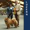 News - 2008 - Luzern Unicca BOB