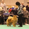 News 2013 - CRUFTS - Alinghi (3)