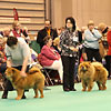 News 2013 - CRUFTS - Alinghi (2)