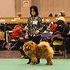News 2013 - CRUFTS - Alinghi (1)