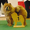 News - Chows - Clubschau 2011 - Alinghi