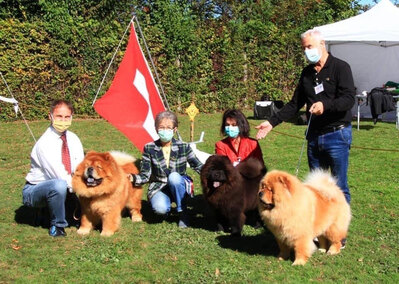 News - Chows - 2020 - CAC Zugersee