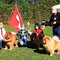 News - Chows - 2020 - CAC Zugersee