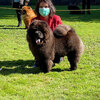 News - Chows - 2020 - CAC Zugersee-3