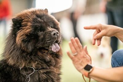 News - Chows - 2021 - Milly beim Ringtraining