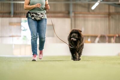 News - Chows - 2021 - Milly beim Ringtraining-3