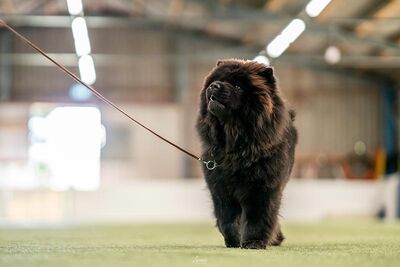 News - Chows - 2021 - Milly beim Ringtraining-2