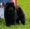 News - Chows - Fehraltorf 2021-3