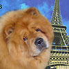 News - Chows - Worlddogshow 2011 Paris - in the Spotlight