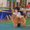 Klicken Sie zum Vergrössern! News - Chows - 2013 - Wangen - Bazooka (1)