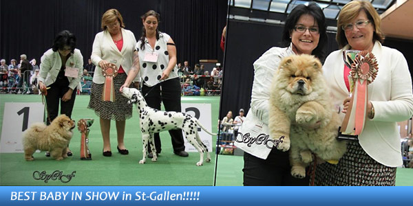 News - Chows - 2014 - St-Gallen - BEST BABY IN SHOW