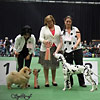 News - Chows - 2014 - St-Gallen - Pearl Baby BIS