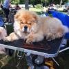 News - Chows - 2014 - Aarau-3