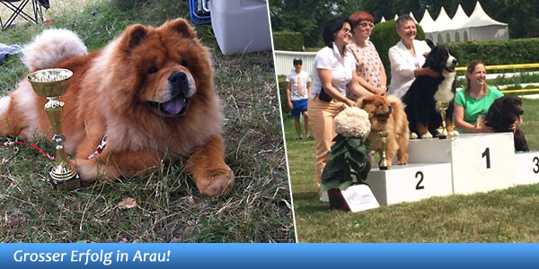 News - Chows - 2014 - Aarau - Spotlight