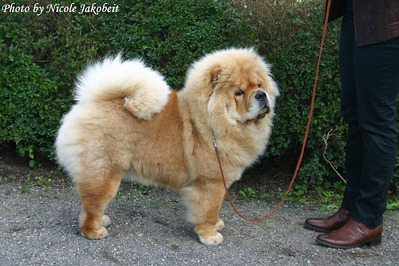 News - Chows - 2014 - ACC Clubschau 2014 - Pearl