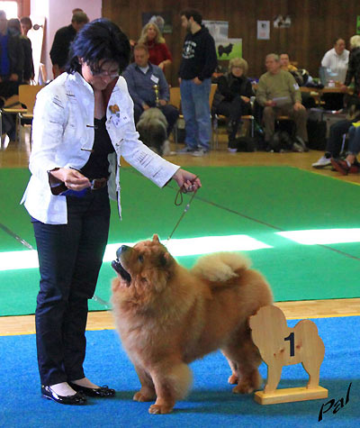 Klicken Sie zum Vergrössern! News - Chows - 2014 - SCCC Clubschau 2014 - Bazooka