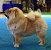 Klicken Sie zum Vergrössern! News - Chows - 2014 - SCCC Clubschau 2014 - Pearl