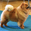 Klicken Sie zum Vergrössern! News - Chows - 2014 - SCCC Clubschau 2014 - Unicca