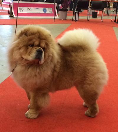Klicken Sie zum Vergrössern! News - Chows - 2015 - Fribourg - Pearl