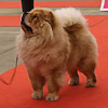 Klicken Sie zum Vergrössern! News - Chows - 2015 - Fribourg - Pearl-2