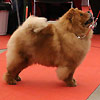 Klicken Sie zum Vergrössern! News - Chows - 2015 - Fribourg - Unicca-2