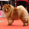 Klicken Sie zum Vergrössern! News - Chows - 2015 - Fribourg - Unicca-3