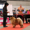 Klicken Sie zum Vergrössern! News - Chows - 2015 - Fribourg - Unicca-4