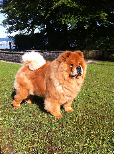 News - Chows - 2014 - Offenburg - Unicca